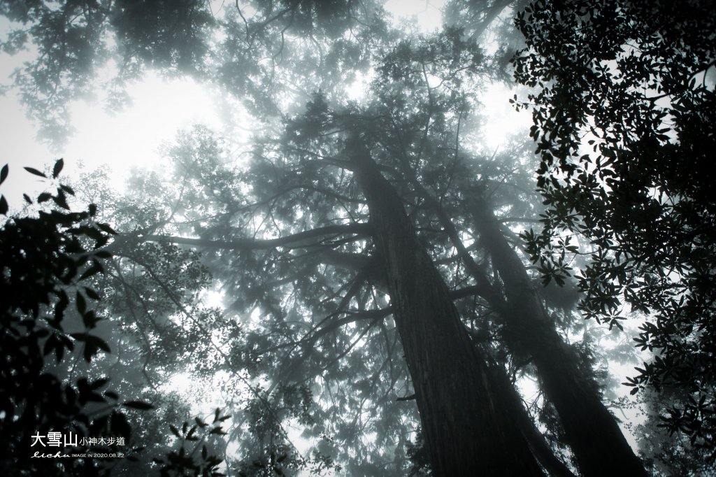 大雪山小神木步道_1103074