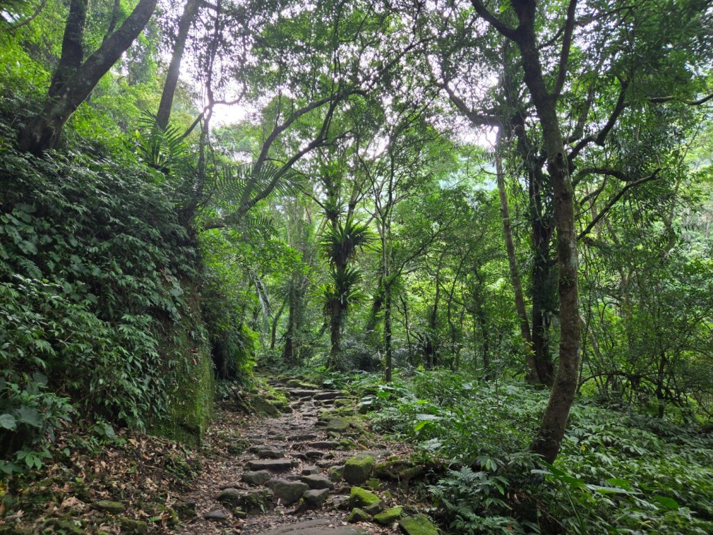 馬武督探索森林、外鳥嘴山_2860601