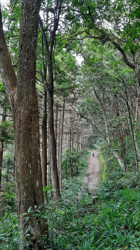 《南投》浴火重生｜惠蓀林場杜鵑嶺20210905_1454329