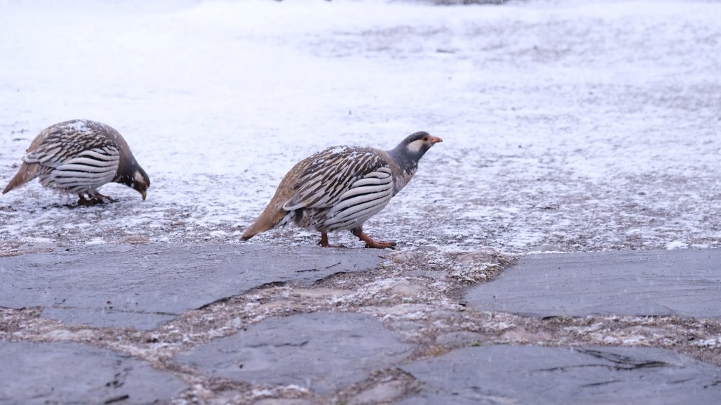 尼泊爾-Gokyo_875132