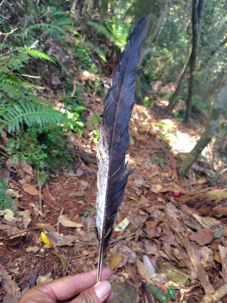 南東眼山連走有勝山_2918698