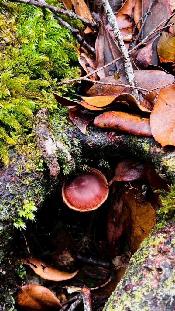 🌈4/13（日）（三）魔法森林-塔曼山~FB：熊熊趴爬走🌈_2761304