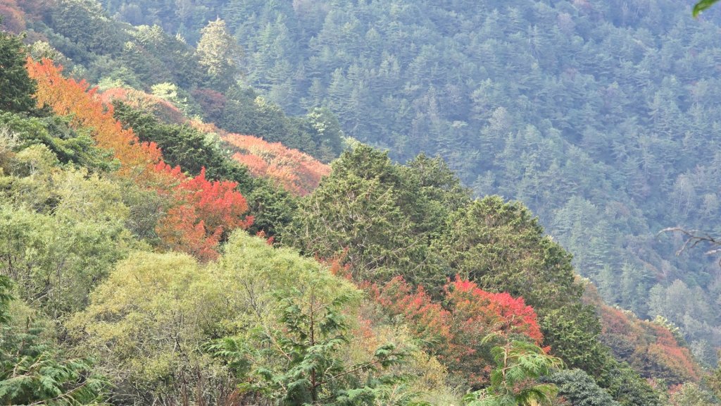 東埔山／鹿林山／鹿林神木_2666737