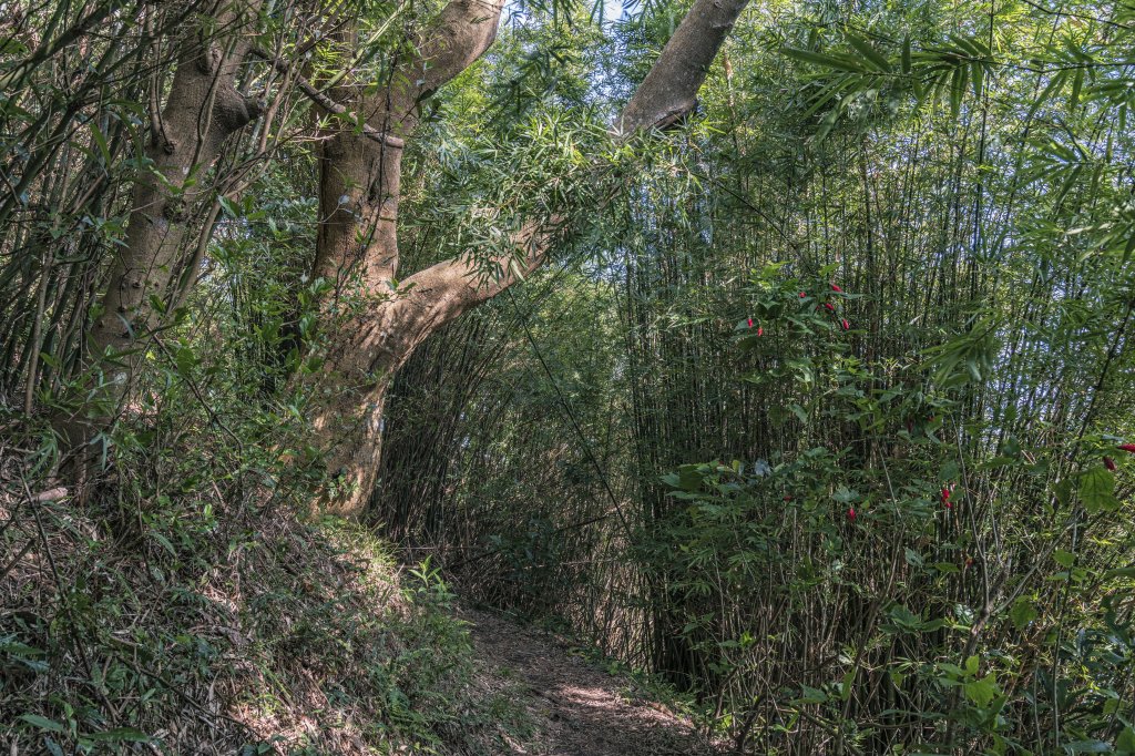 觀音山(北橫古道)_1542386