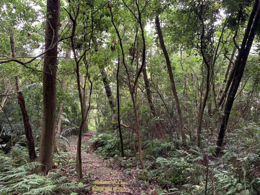 樟之細路E段 (出雲古道+出關雲崠段)_726270