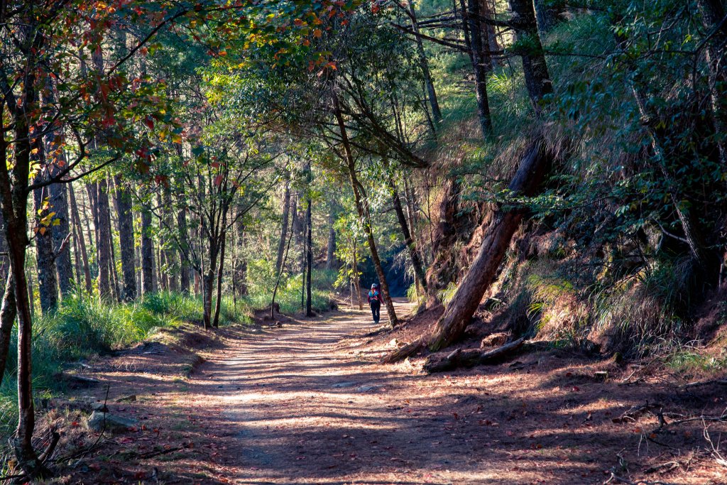 6度C大雪山森林200林道_2010688