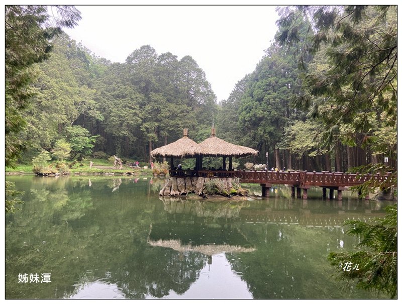 阿里山慈雲寺の紫藤_2782169