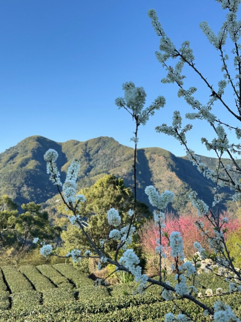 20250216瑞峰瑞里健行封面圖