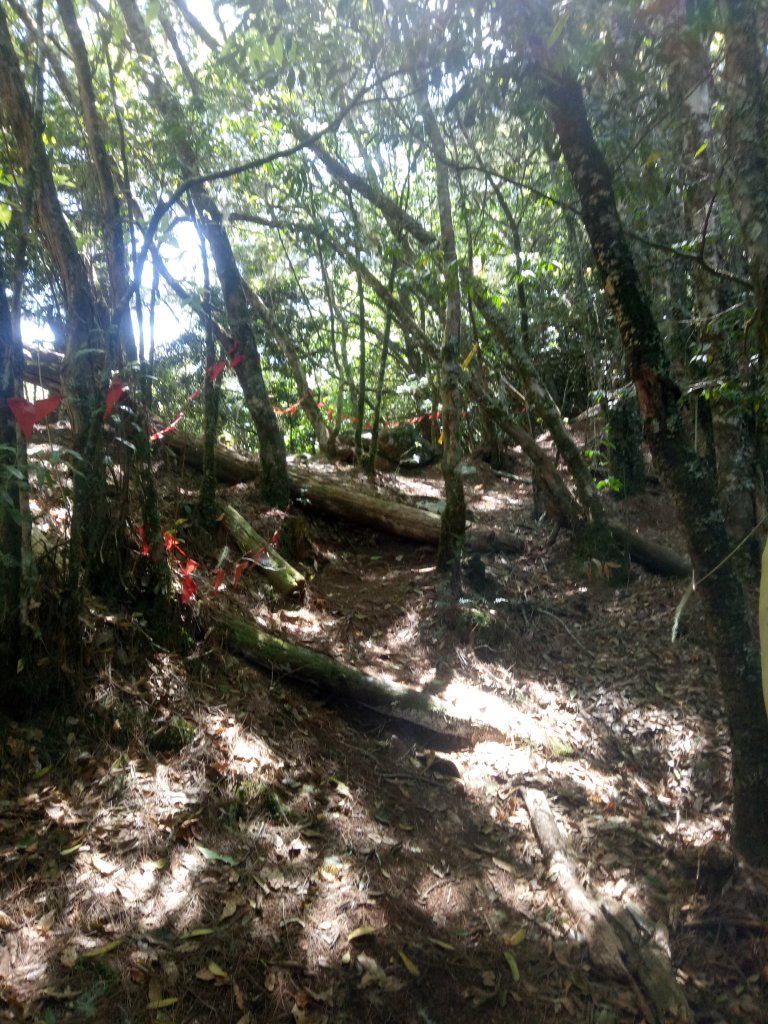 卡拉寶山+碧綠神木_1858412