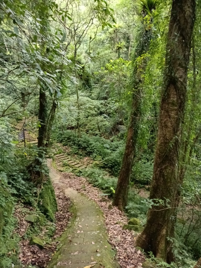 平溪區慈恩嶺+慈母峰探找艷紅鹿子百合花影_2870272