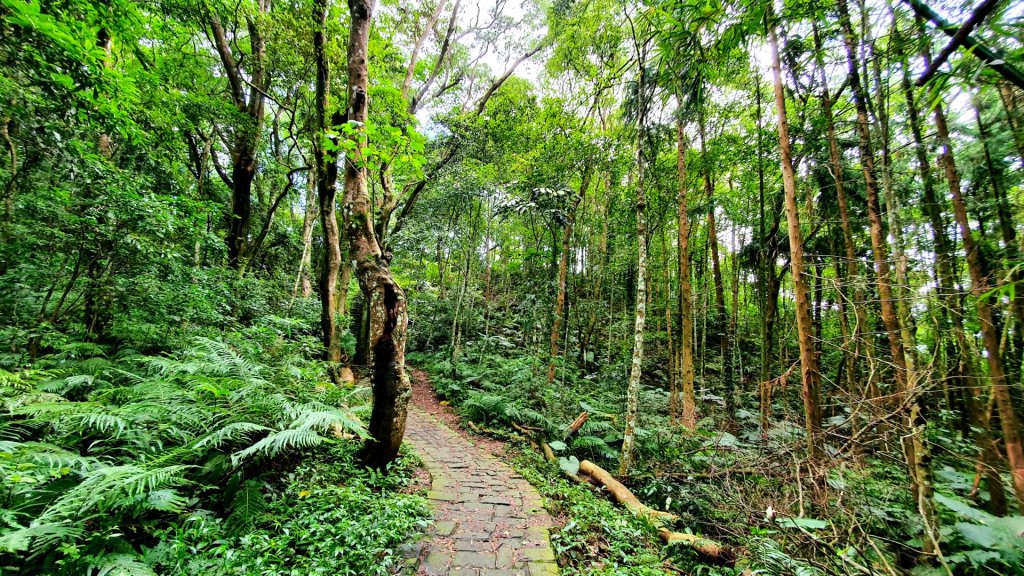 苗栗出雲古道，三通嶺古道（挑炭古道），慈濟山古道，新竹茶亭古道，大山背山，大崎棟古道_1723772