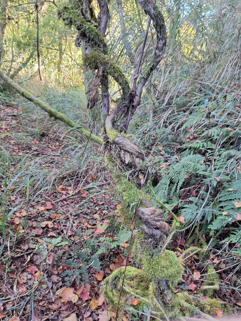 石山+阿毛神木20251211_2961831