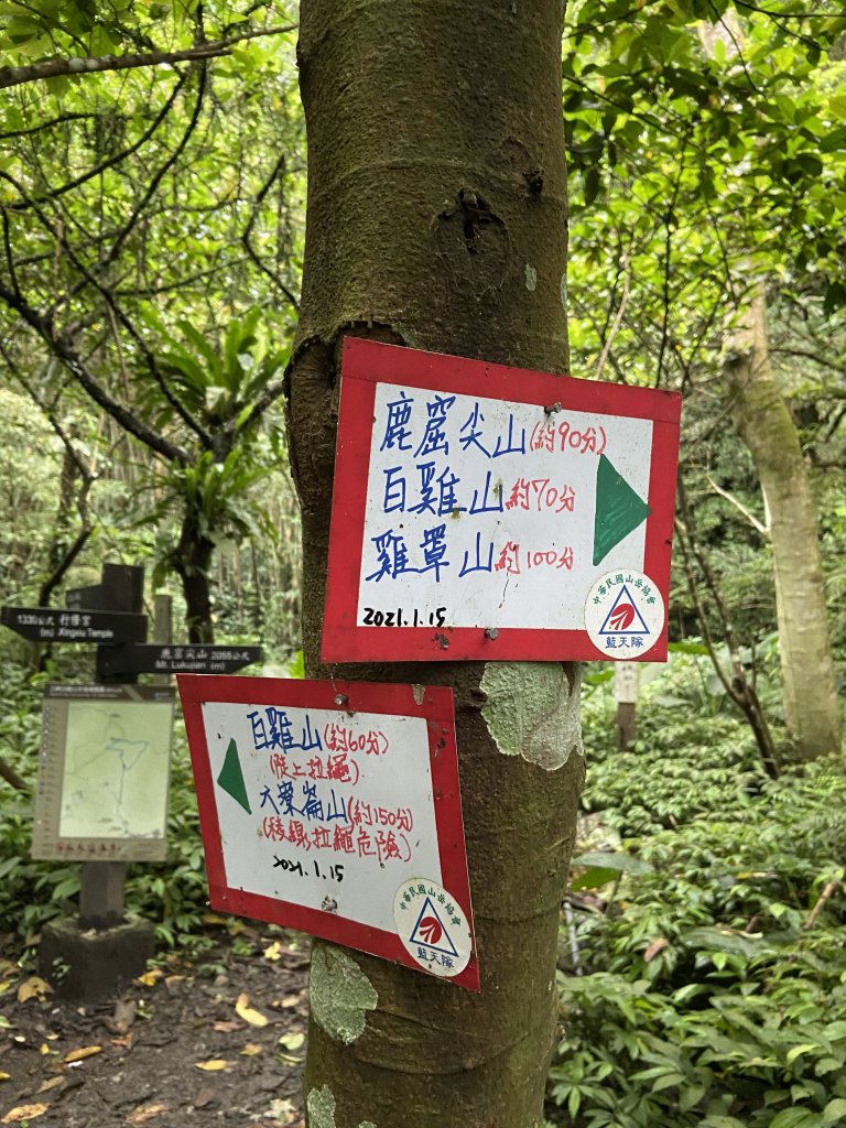 桐花紛飛白雞三山O型_1700546