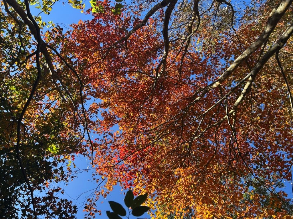 苗栗大湖-馬那邦山-小百岳037_2679934