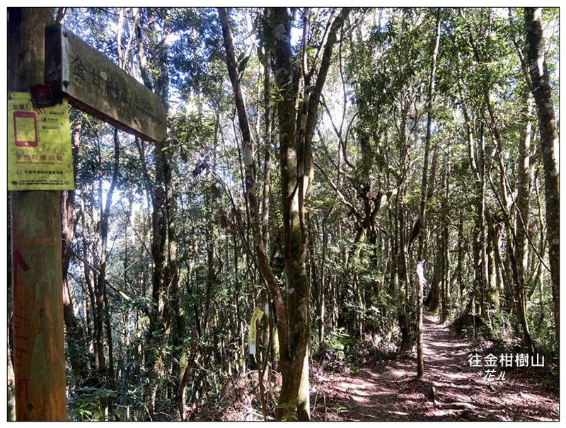 嶺頭山、金柑樹山、忘憂森林 O型一圈_2944707