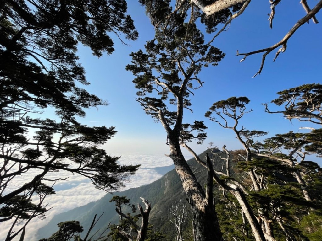 見證最美麗北大武山雲海、鐵杉_1318881