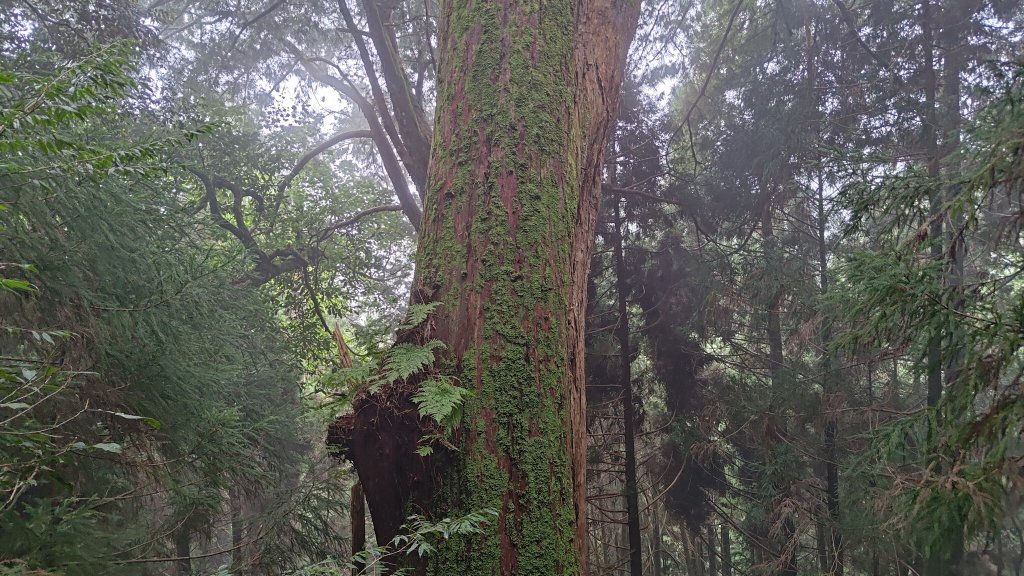 檜山巨木群_2918001