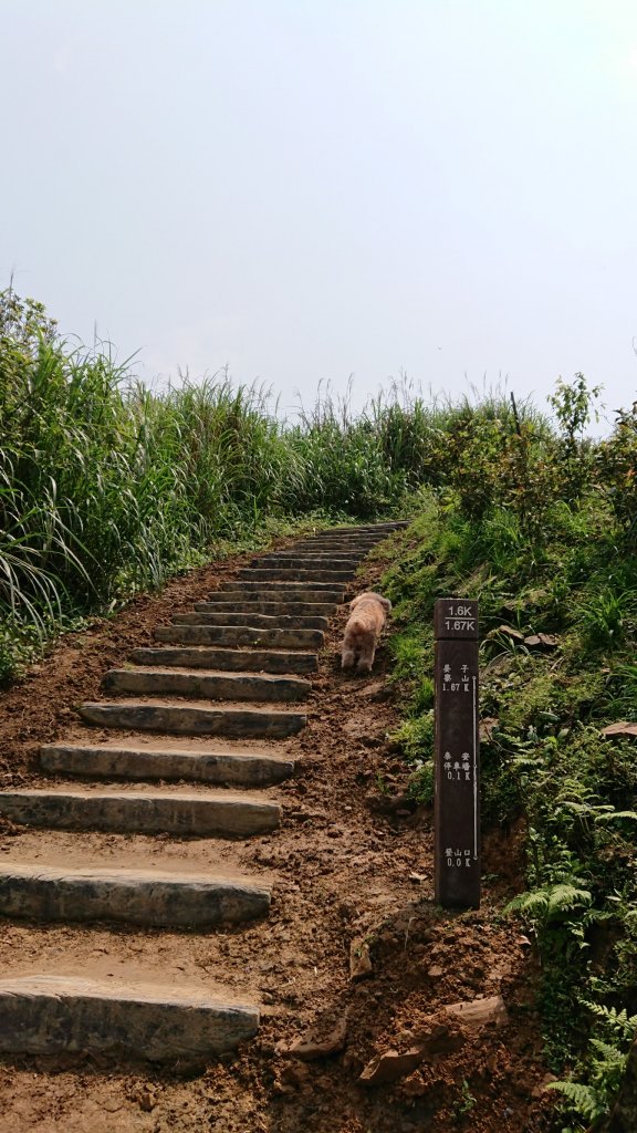 姜子寮山步道&姜子寮絕壁步道_549636