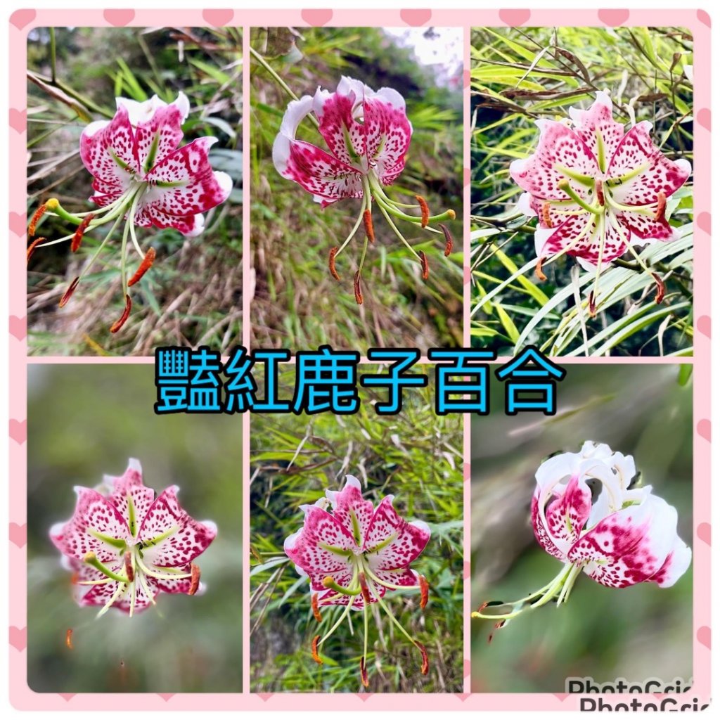 台灣原生種-豔紅鹿子百合（五寮尖。白石山）_2300709