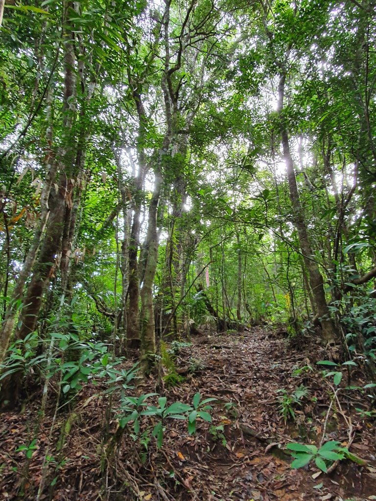 【花蓮富里】 海岸三雄-新港山我來了~_1146220