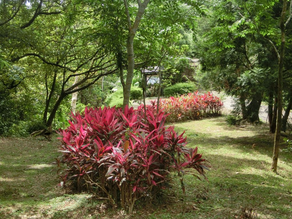 仁山植物園_393227