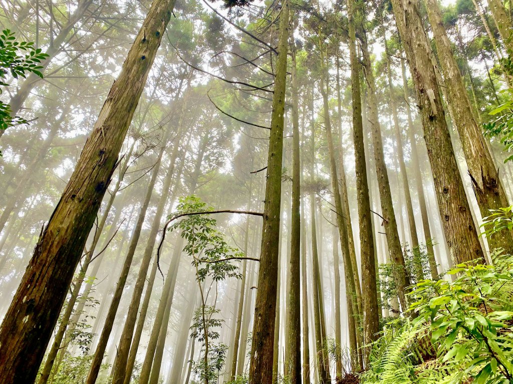 大雪山避暑順登橫嶺山（2人獨享的雲霧森林）  2021/7/15_1425627