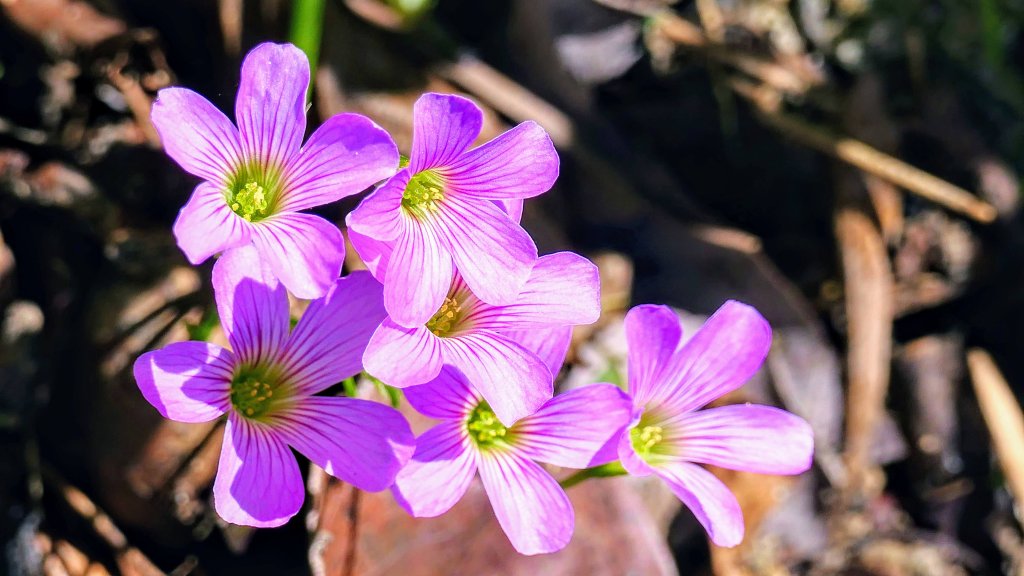 紫花酢醬草封面圖