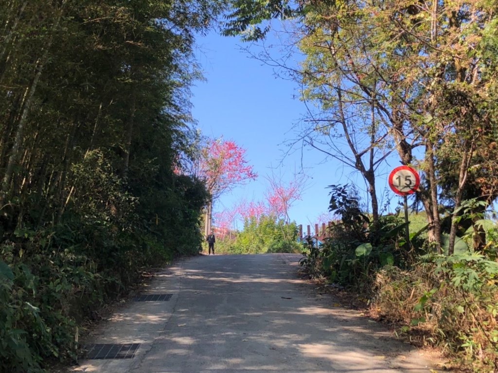 雲林縣古坑鄉樟湖生態國中小學、後棟仔山_1270550