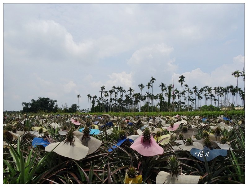 彰化/橫山觀日步道_636207