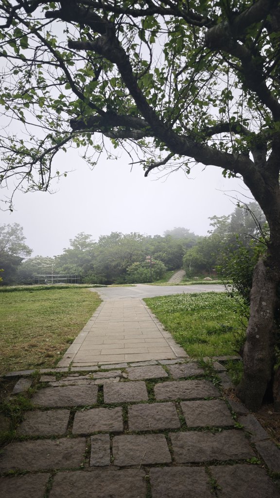 2025-0505 觀音山土路追桐花+牛港稜步道_2781389