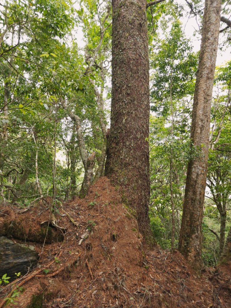 卡拉寶山-小百岳#86-花蓮縣秀林鄉_2796169