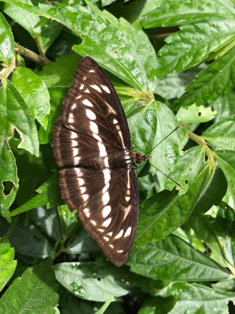 月眉坑瀑布.五峰旗瀑布【秘境+熱點 礁溪_632727