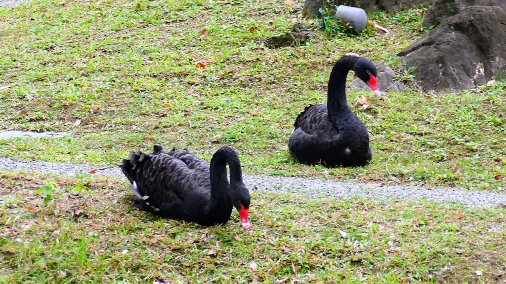 總統府,台北賓館,西門紅樓_2664393
