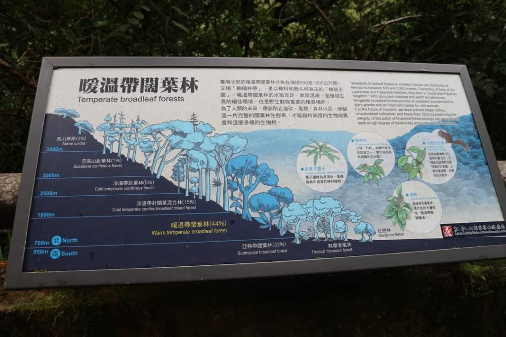 〔桃園復興〕拉拉山巨木，史詩級魔幻森林，75公頃紅檜 扁柏森林浴_2236948