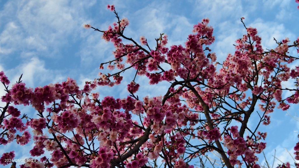 #平菁街 #鵝尾山梯田 #廣佑聖王廟 #寒櫻巷 #夕陽 1/24&25_2987685