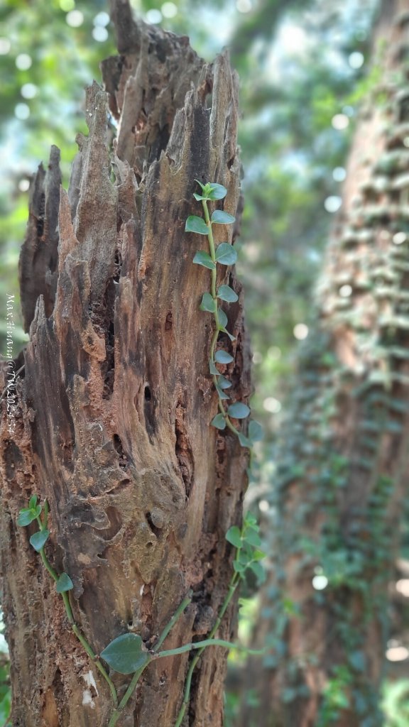 《新竹》湖口老街｜金獅古道O繞茶香及仁和步道20241206_2663754