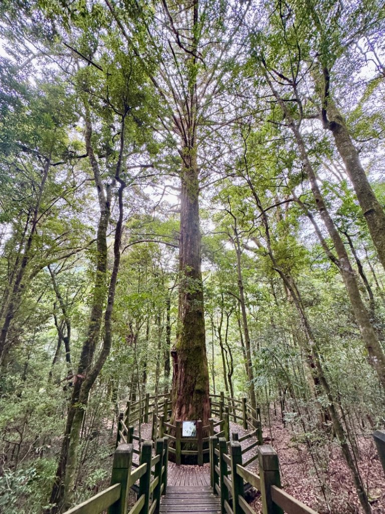 觀霧瀑布 賞鳥步道_2926509