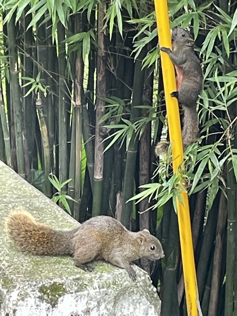 福德坑山（鳶山）小百岳>>上帝畫布鳶山彩壁_1754182