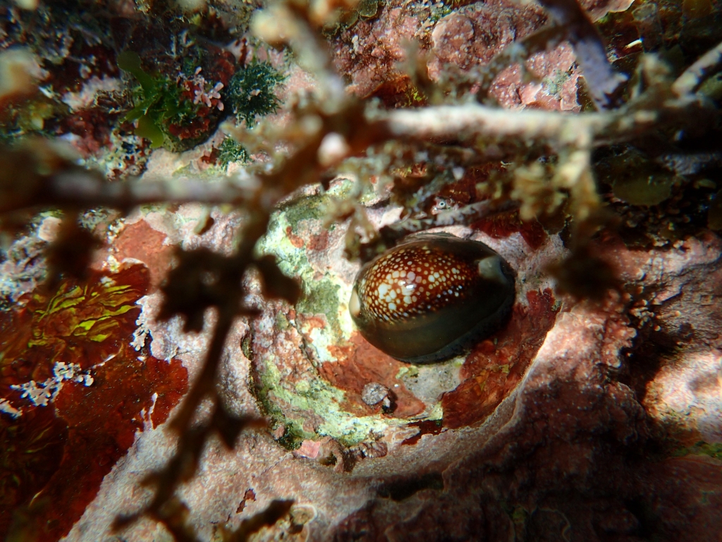 東北角之海 生態萬千_52033