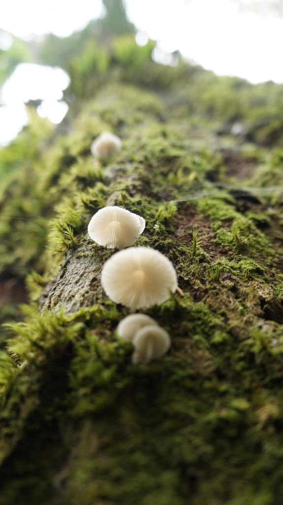 鵝公髻山之花_400603