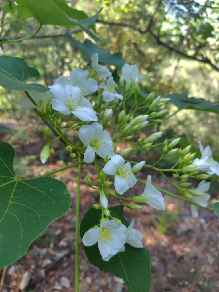 朝聖橋-射鹿部落-高燕部落-旗鹽山-排雲瀑布-沙拉灣瀑布_2771042