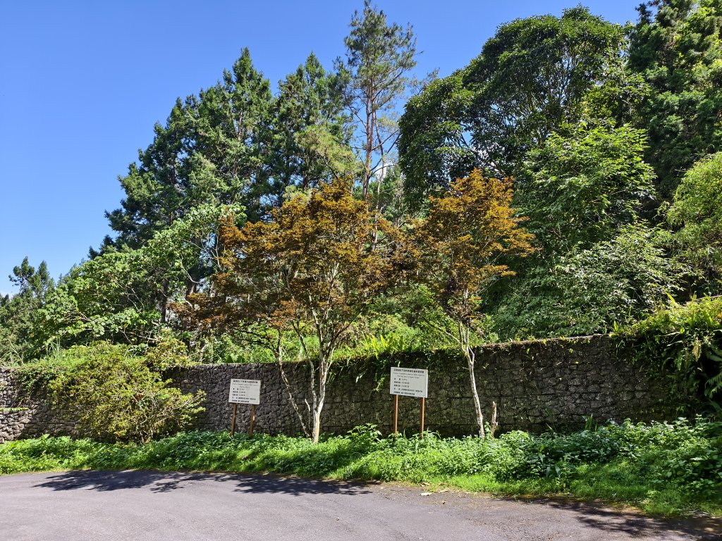 [百山百鳥尋旅-05/15] 2025_0830 溪頭賞鳥步道_銀杏步道_2875506