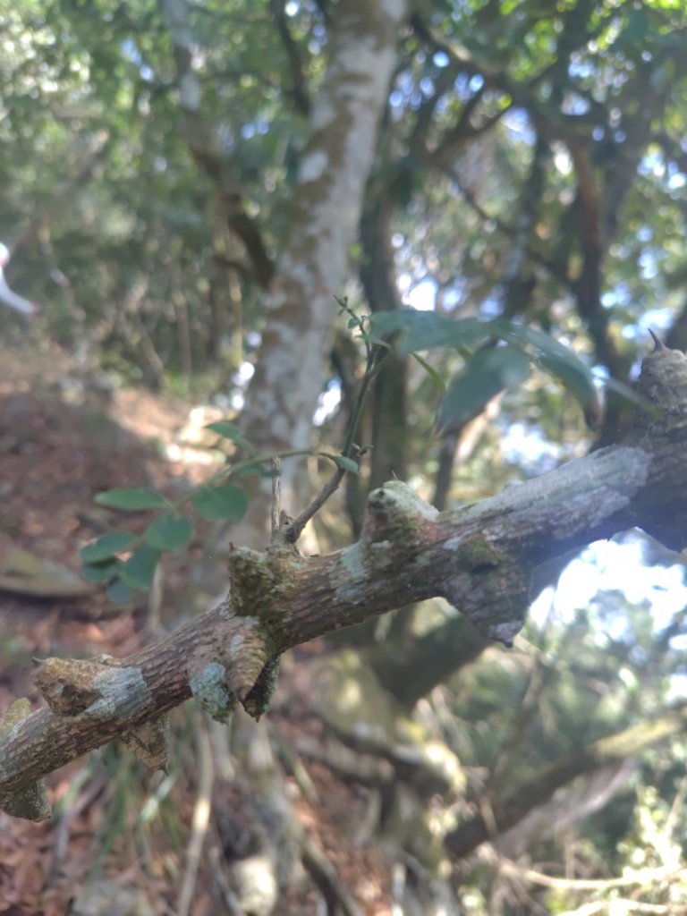 大竹溪山連走鞍輪名山_3006890