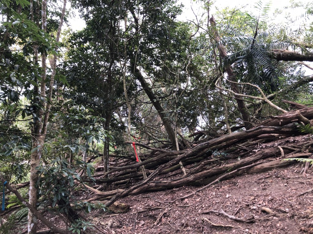 關仔嶺大凍山步道走曾文水庫O型_1611835