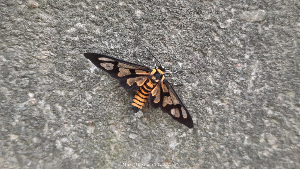 《苗栗》楓香林道｜頭份老崎古道（後花園步道）20250329_2748881