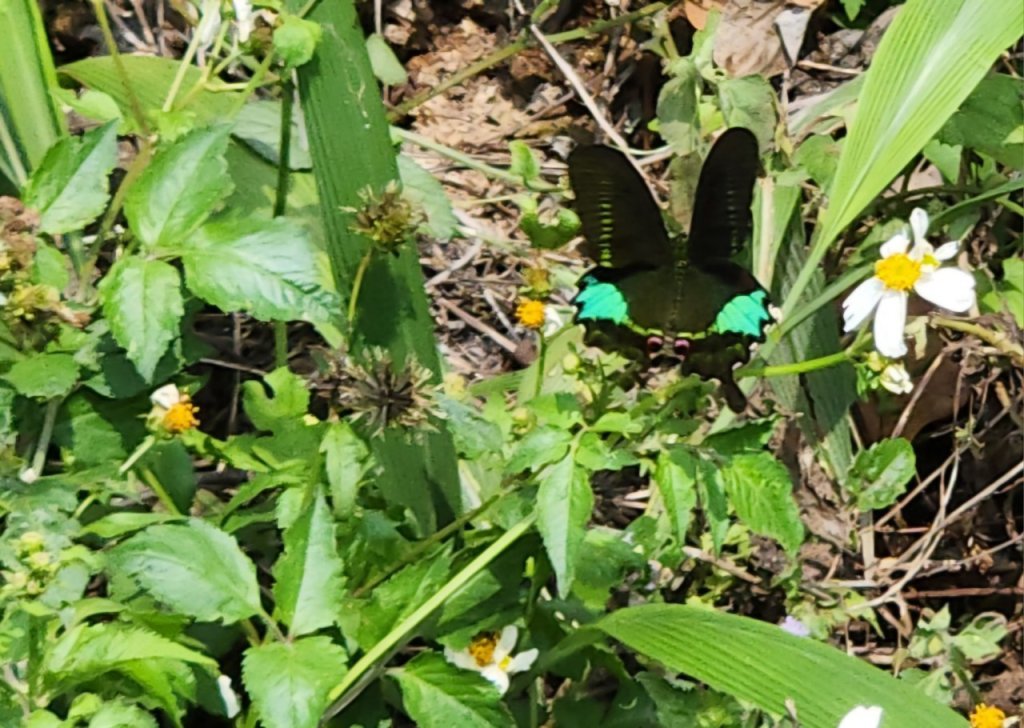 【中級山】天梯直上雲霄，一切美景盡在眼底，谷關七雄白毛山_2742425