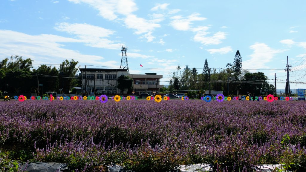 仙草嘉年華_2662176