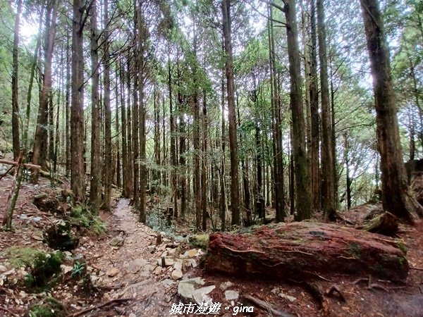 【台中和平】在虐腳的陡上中持續前進。 谷關七雄-八仙山主峰步道_2367721