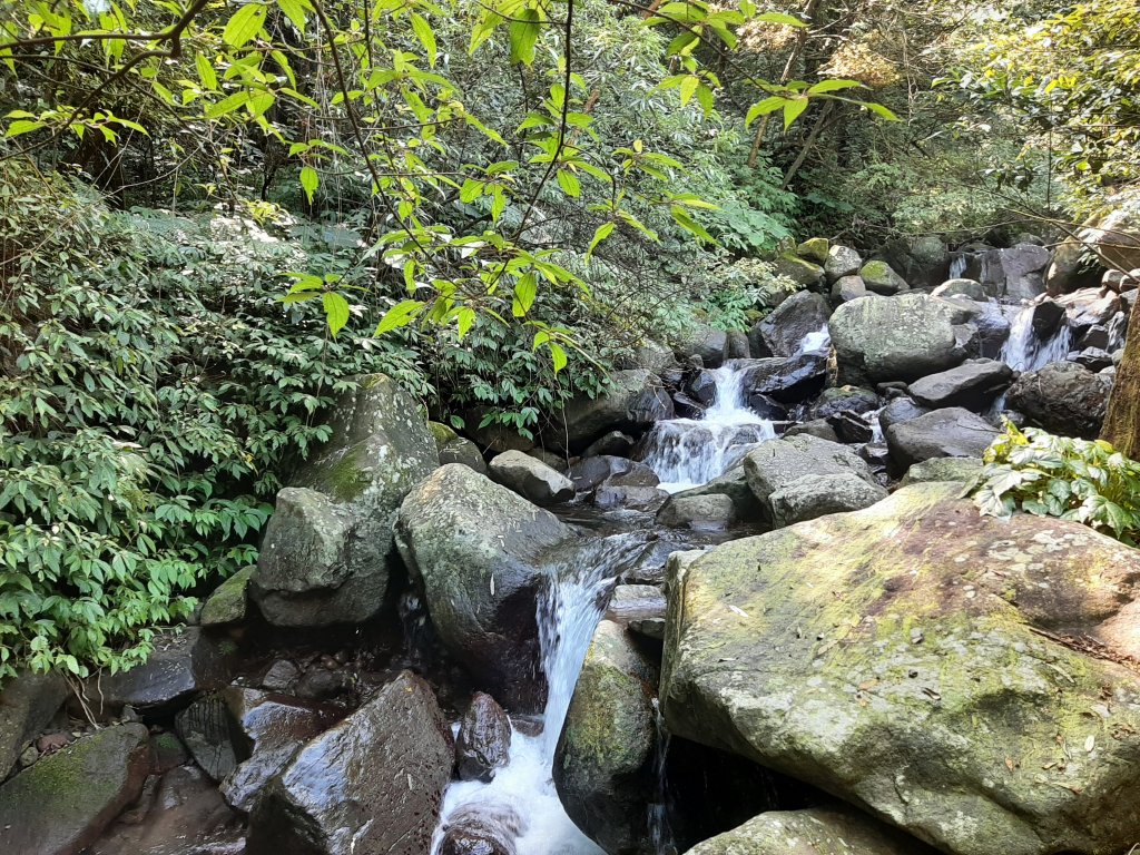 陽明山神秘綠境 • 鹿角坑保護區_2038624