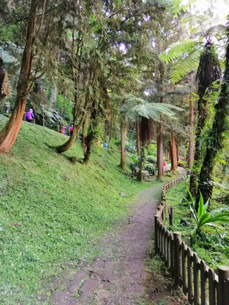 森林綠意滿滿芬多精。 溪頭森林遊樂區_770559